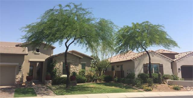 Arizona Tree Trimming And Removal Scottsdale