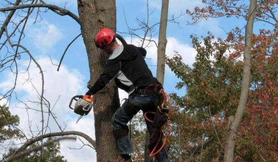 Tip Top Tree Trimmers