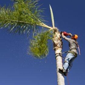 Amazing Tree Experts