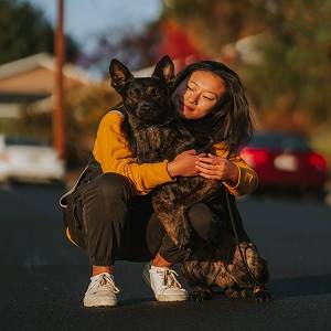 Golden Mal Dog Training