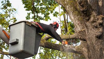 America's Canary City Tree Service