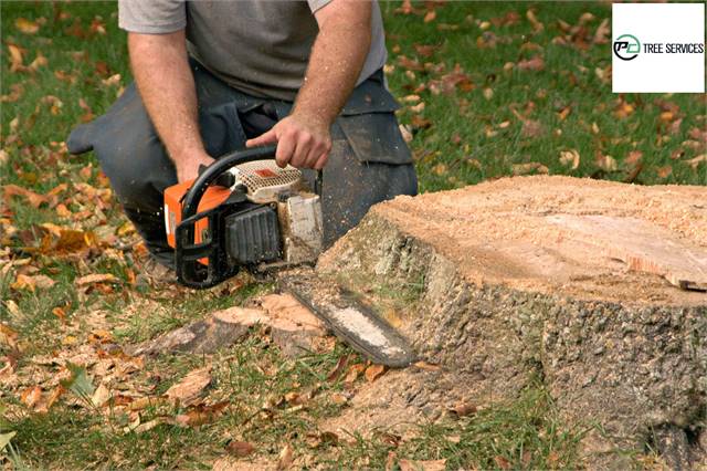 Best Tree Trimming Melbourne