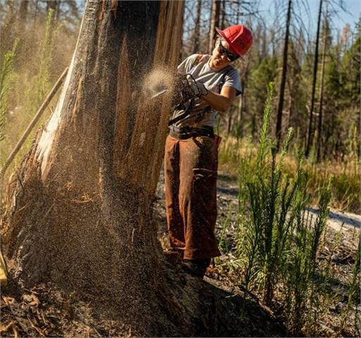 The ArborMasters Tree Services