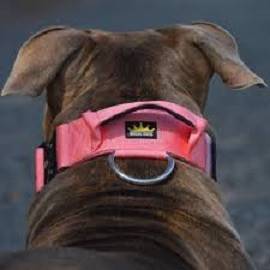 Dog Collars - Stylish and Functional Accessories | Dog Lovers - Dog Lovers